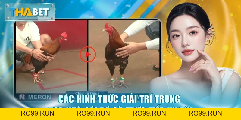 Top Nhà Cái Đá Gà Trực Tiếp Uy Tín - Vinh Danh Số 1 Thabet