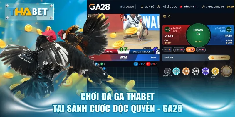 Đá Gà Thabet - Sảnh Cược Kịch Tính, Tỷ Lệ Thưởng Hấp Dẫn