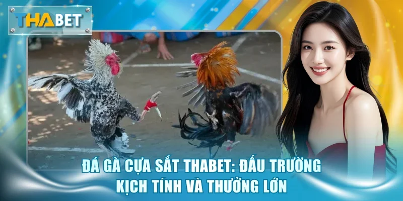 Đá Gà Thabet - Sảnh Cược Kịch Tính, Tỷ Lệ Thưởng Hấp Dẫn