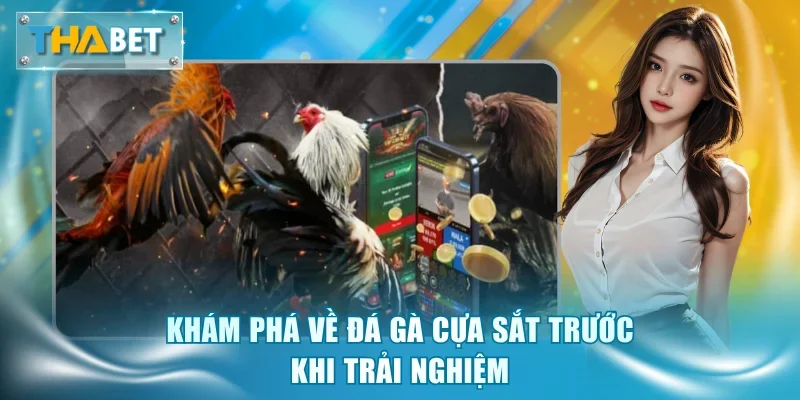 Đá Gà Cựa Sắt Thabet - Đấu Trường Kịch Tính Và Thưởng Lớn